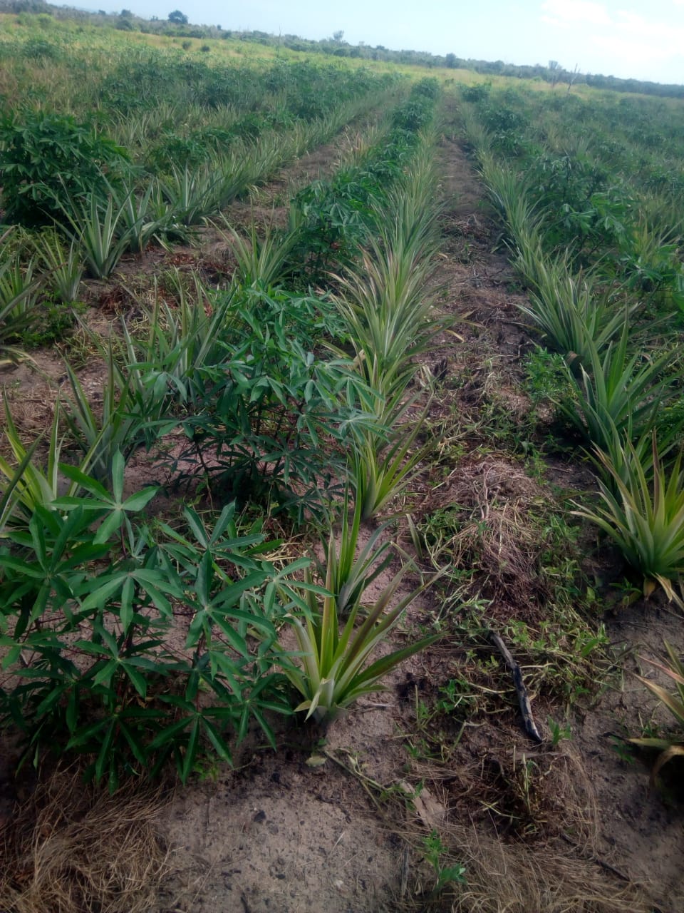 Dakatcha Malindi agricultural land