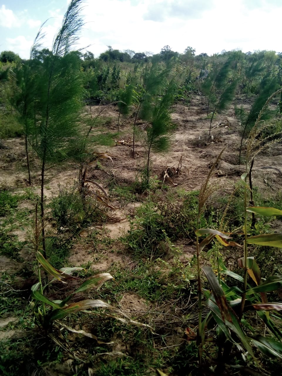 Sosoni Breeze Malindi land
