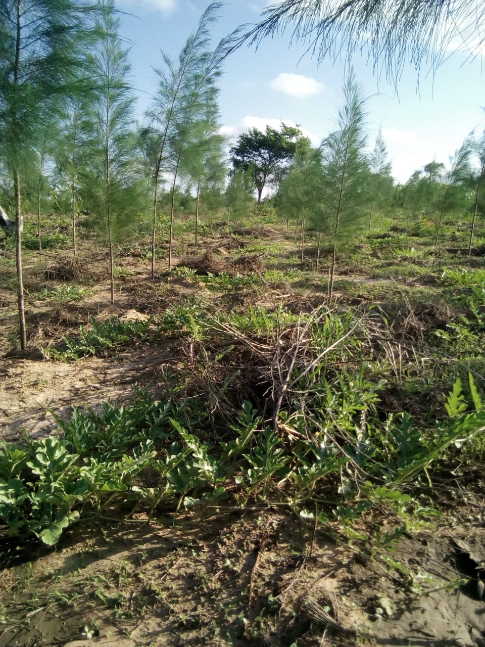 Mizaheni Phase 2 Malindi land